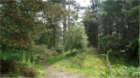 best forest.jpg (465262 bytes)