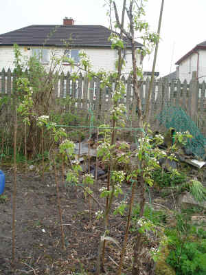pear tree in flower.JPG (809152 bytes)