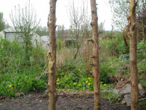 view to right from african hut.JPG (887673 bytes)