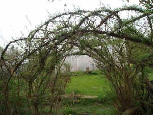 willow arch 2.JPG (883571 bytes)