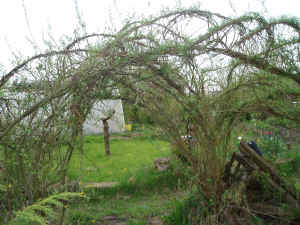 willow arch with circle beyond.JPG (894969 bytes)
