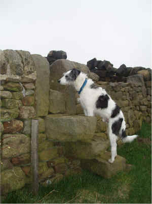 07.benji climbx the stile.pg.jpg (201352 bytes)