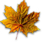 Sycamore