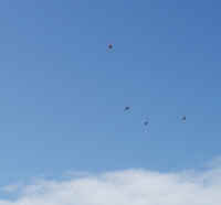 birds.jpg (67283 bytes)
