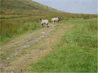 two_sheep.JPG (164293 bytes)