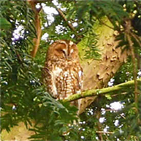 janet's owl.jpg (242209 bytes)
