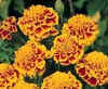 french marigold.jpg (44000 bytes)