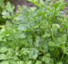 plain parsley.jpg (45956 bytes)