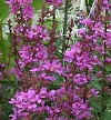 purple loosestrife.jpg (35927 bytes)