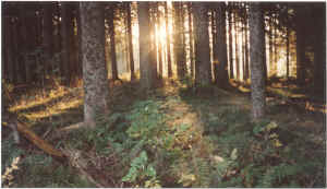 neukirch sunrise.jpg (152471 bytes)